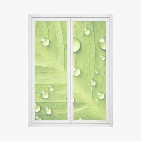 Adesivo per finestra foglia verde con gocce d'acqua • Wallissimo®