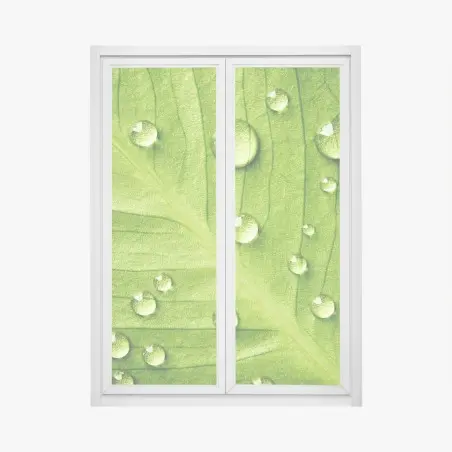 Adesivo per finestra foglia verde con gocce d'acqua • Wallissimo®