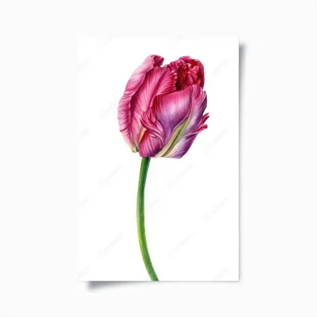 Poster tulipano rosa su sfondo bianco • Wallissimo®