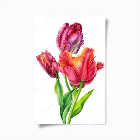 Poster tulipani rosa dai petali frangiati • Wallissimo®