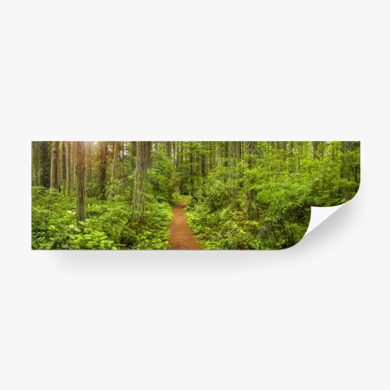 Carta da parati sentiero incantato nella foresta verde