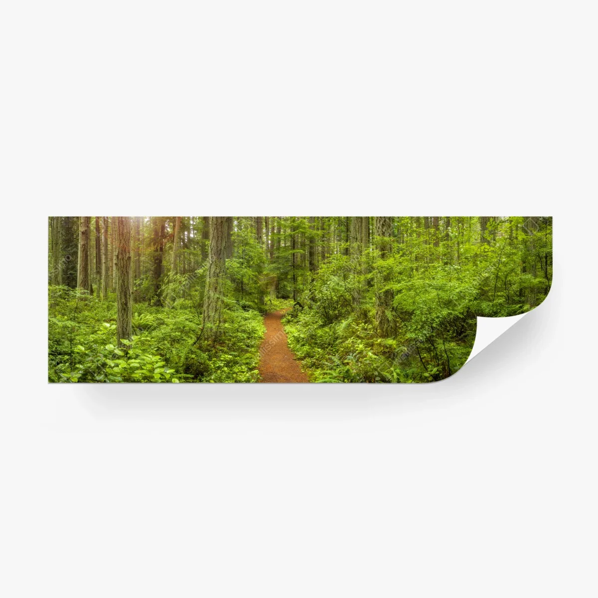 Carta da parati sentiero incantato nella foresta verde • Wallissimo® Carta da parati sentiero incantato nella foresta verde • Wallissimo®