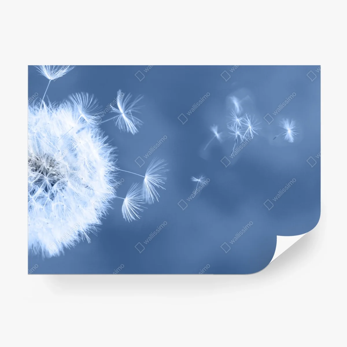 Carta da parati soffione effimero su sfondo blu • Wallissimo®