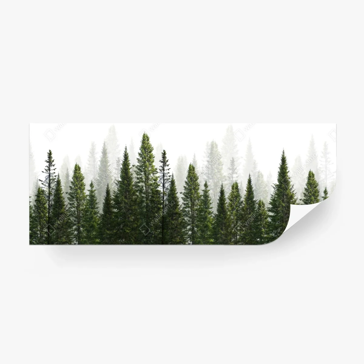 Carta da parati foresta di abeti su sfondo bianco • Wallissimo®