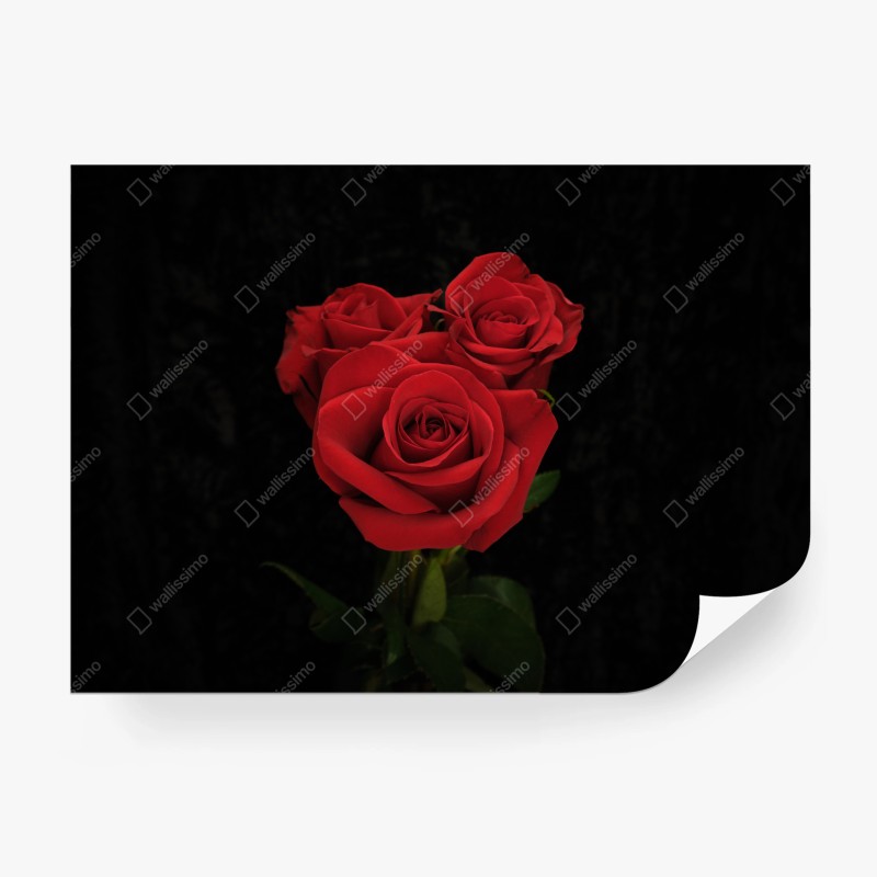 Carta da parati eleganza di rose rosse su sfondo nero