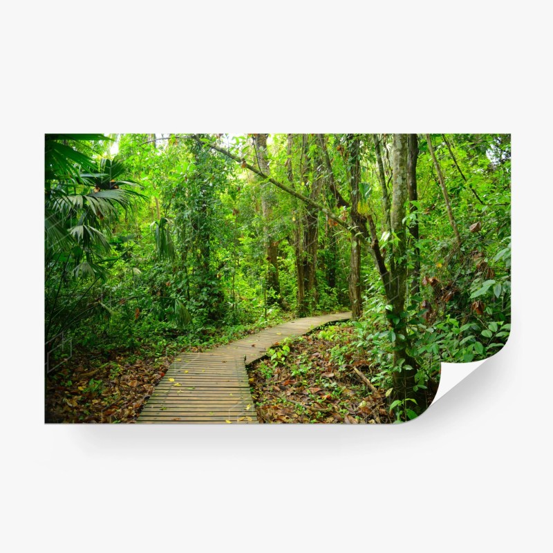 Carta da parati sentiero nella foresta pluviale