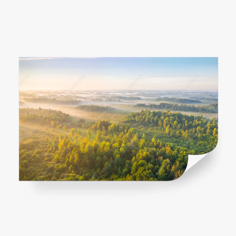 Carta da parati nebbiosa mattina alla torbiera di Zvanets, Bielorussia