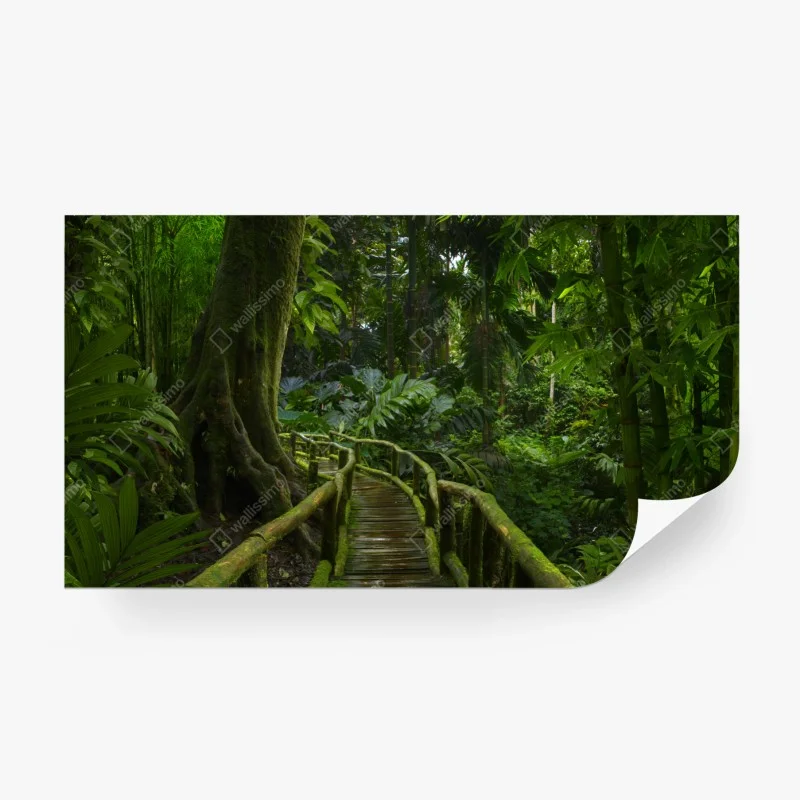 Carta da parati passerella nella foresta pluviale lussureggiante