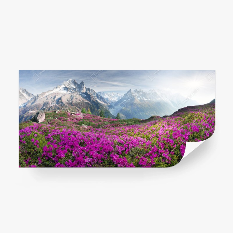 Carta da parati fioritura di rododendri ai piedi del Monte Bianco