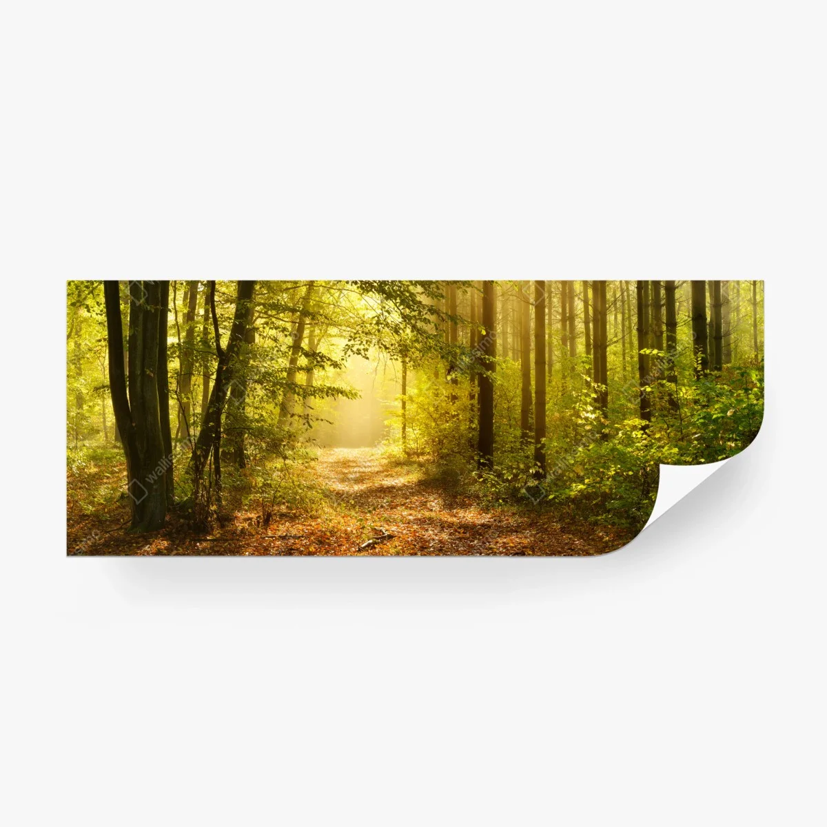 Carta da parati sentiero dorato nella foresta • Wallissimo®
