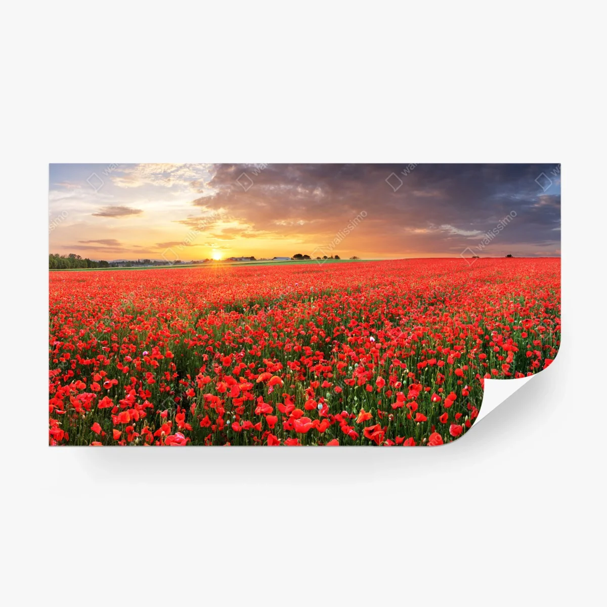 Carta da parati tramonto sul campo di papaveri • Wallissimo®