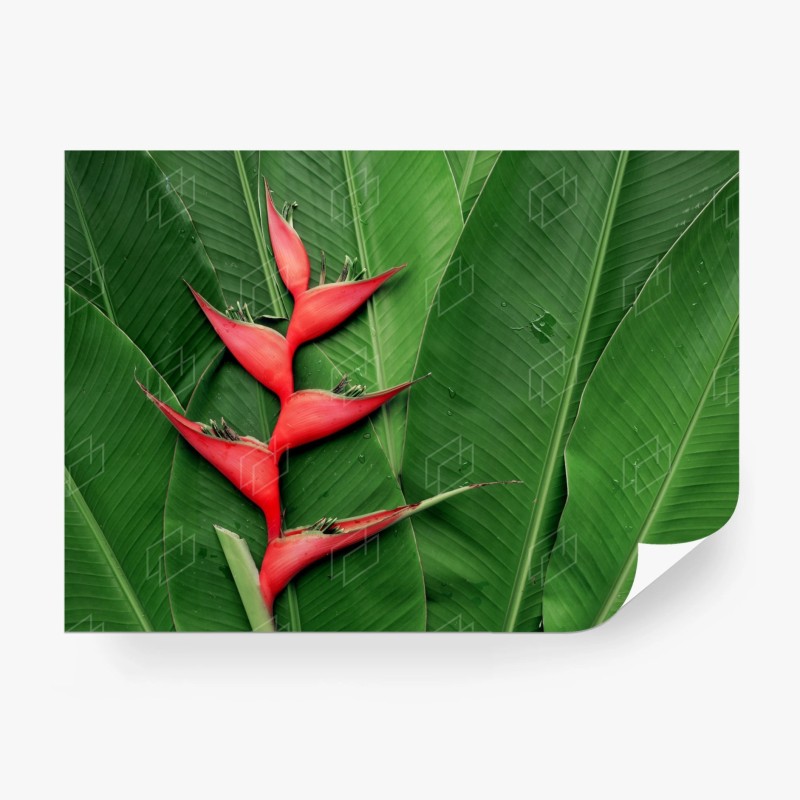 Carta da parati heliconia: contrasto rosso su foglie tropicali