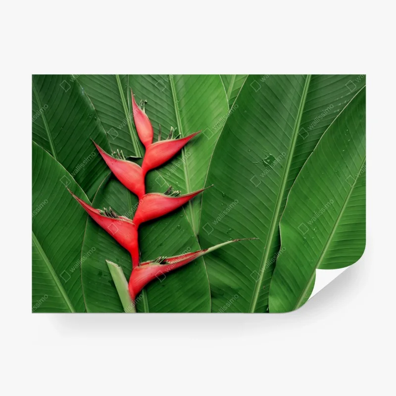 Carta da parati heliconia: contrasto rosso su foglie tropicali