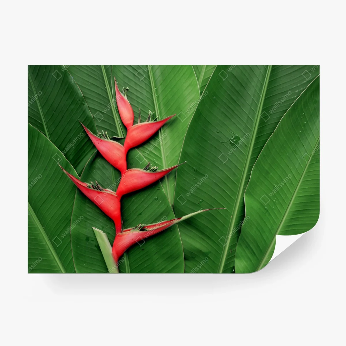 Carta da parati heliconia: contrasto rosso su foglie tropicali • Wallissimo®