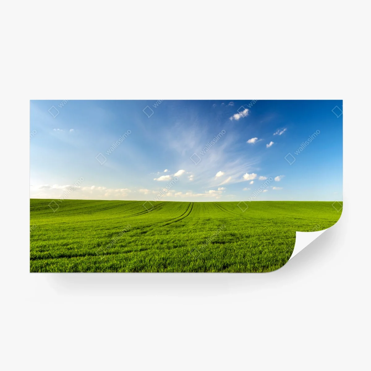 Carta da parati panorama primaverile campo di grano verde • Wallissimo® Carta da parati panorama primaverile campo di grano verde • Wallissimo®