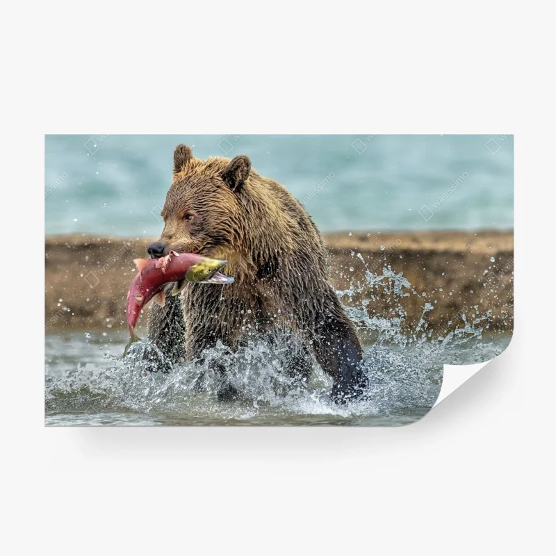 Carta da parati orso bruno in azione con un salmone
