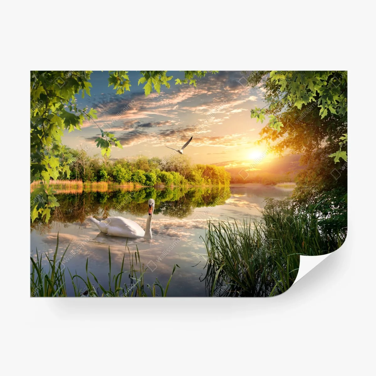 Carta da parati tramonto sul lago con cigno e riflessi • Wallissimo® Carta da parati tramonto sul lago con cigno e riflessi • Wallissimo®