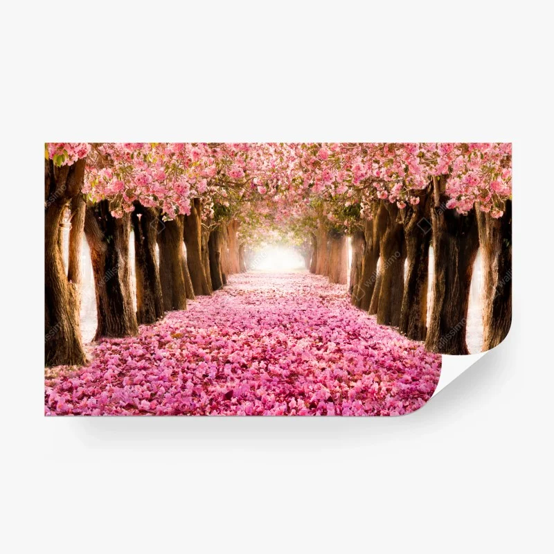 Carta da parati viale incantato di fiori di ciliegio