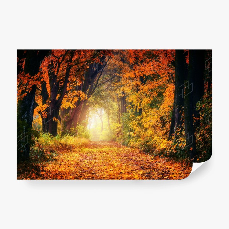 Carta da parati incantevole sentiero d'autunno