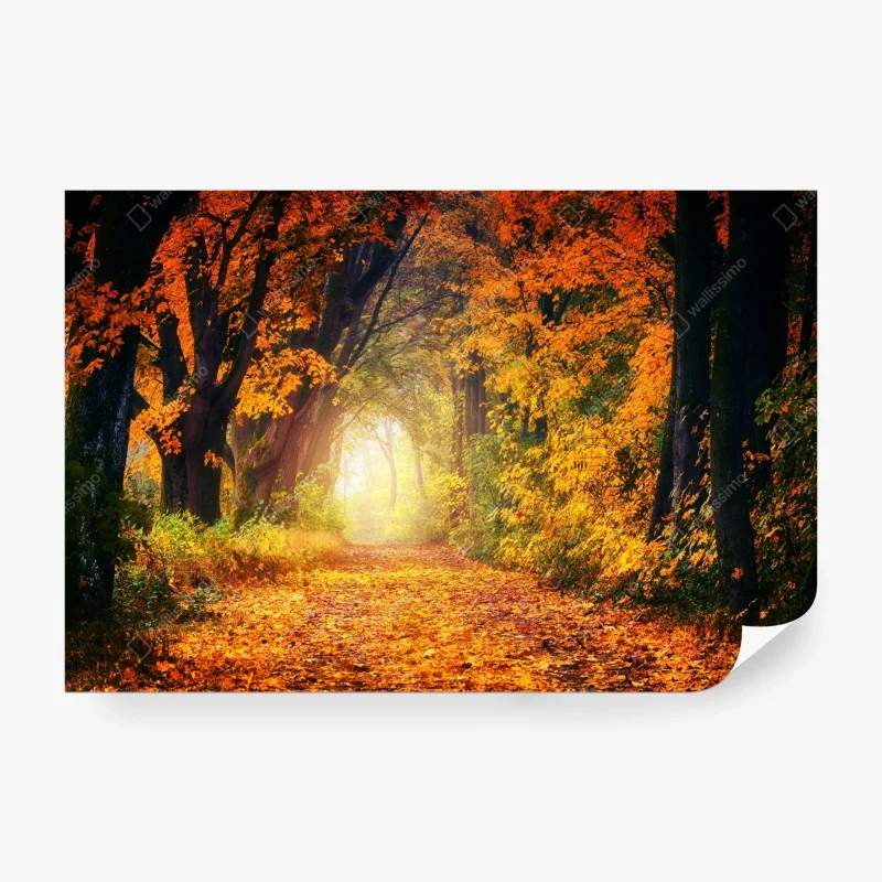 Carta da parati incantevole sentiero d'autunno