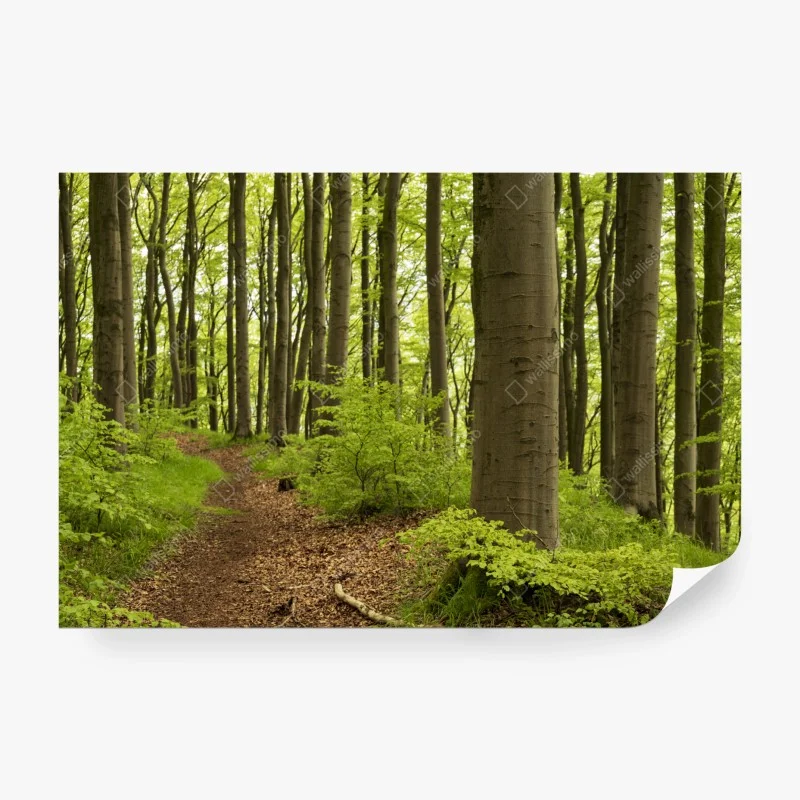 Carta da parati sentiero nel bosco verde