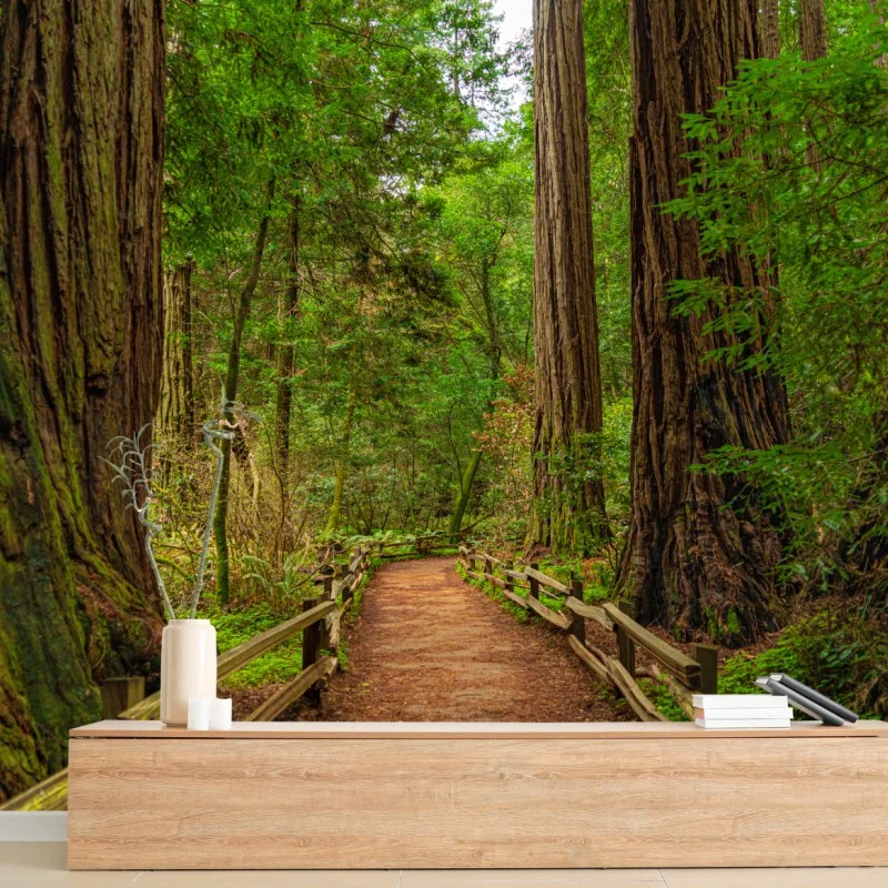 Carta da parati sentiero nella foresta di sequoie