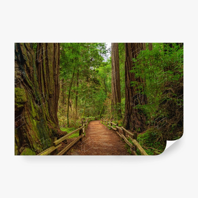 Carta da parati sentiero nella foresta di sequoie