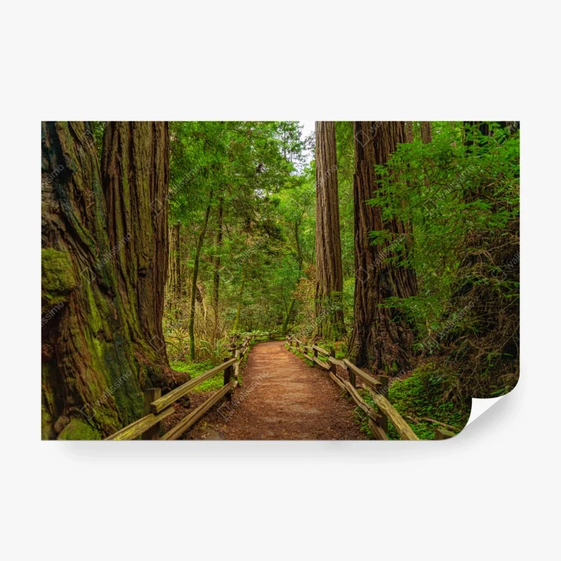 Carta da parati sentiero nella foresta di sequoie