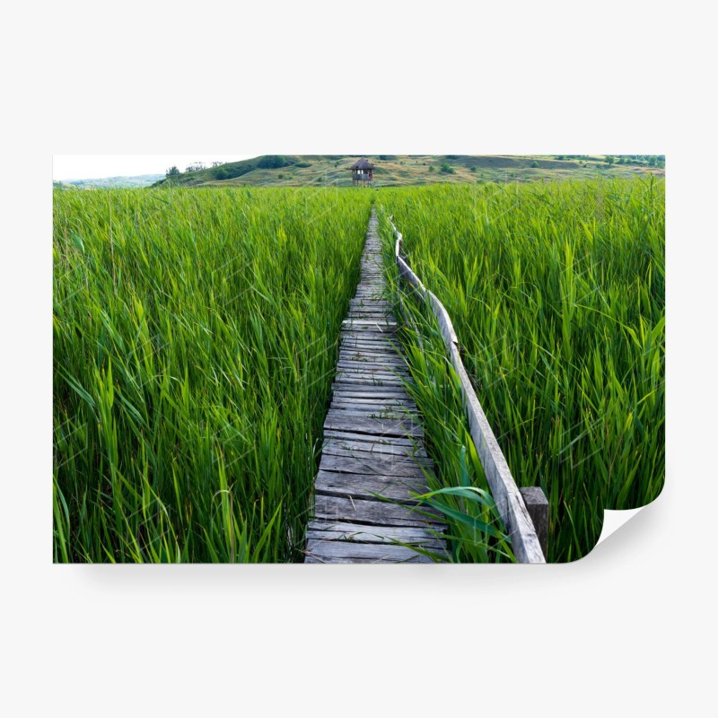 Carta da parati sentiero di legno nel canneto