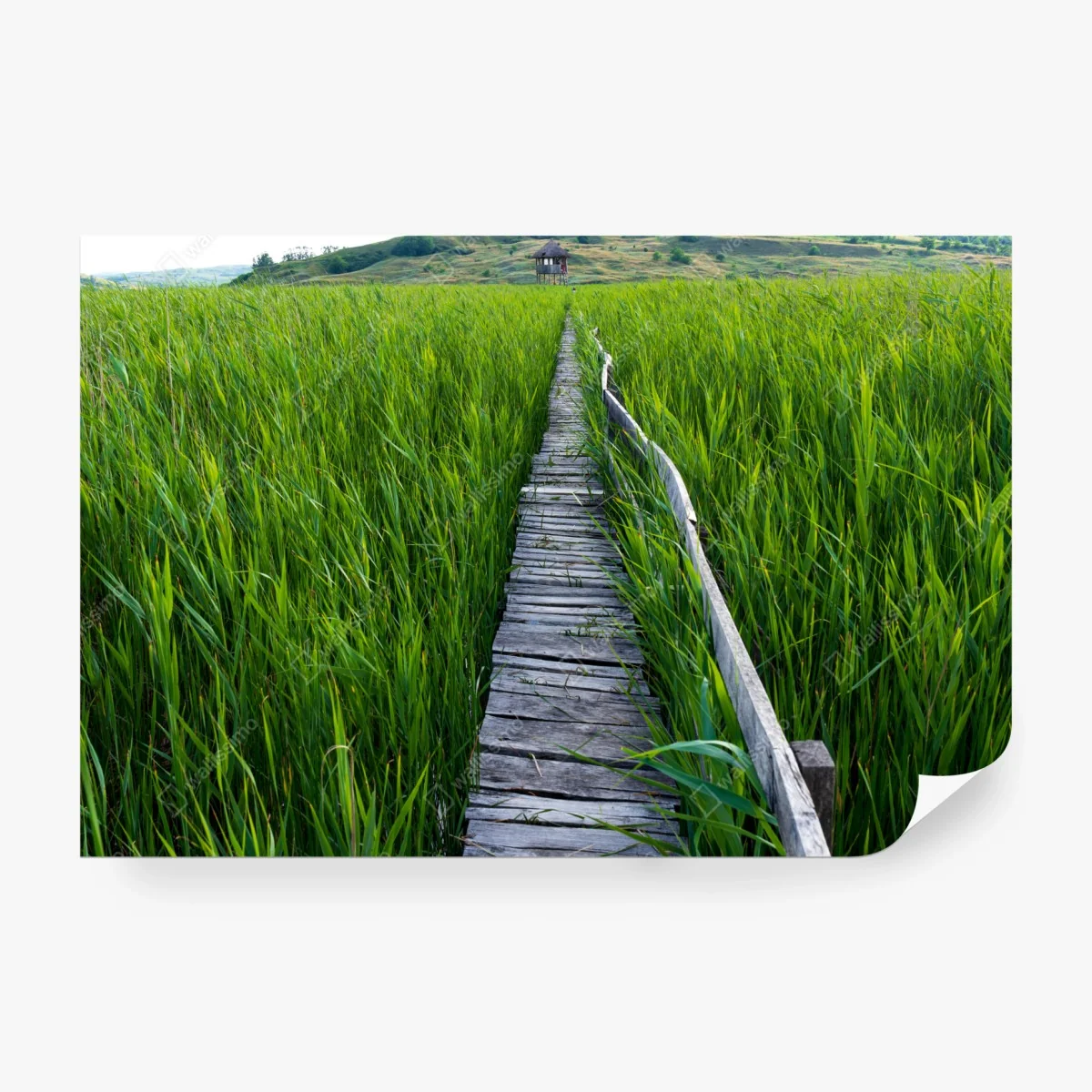 Carta da parati sentiero di legno nel canneto • Wallissimo® Carta da parati sentiero di legno nel canneto • Wallissimo®