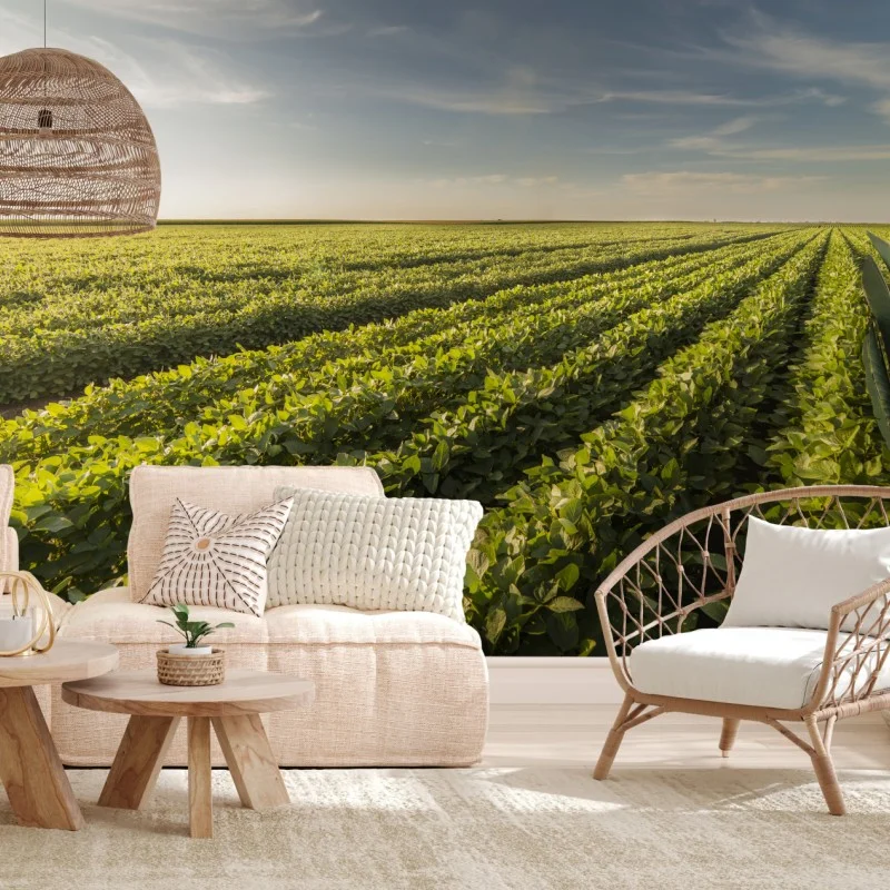 Carta da parati tramonto sul campo di soia
