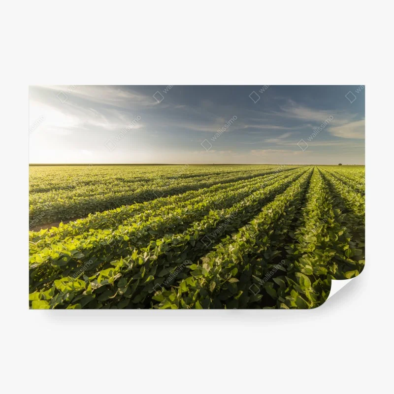 Carta da parati tramonto sul campo di soia