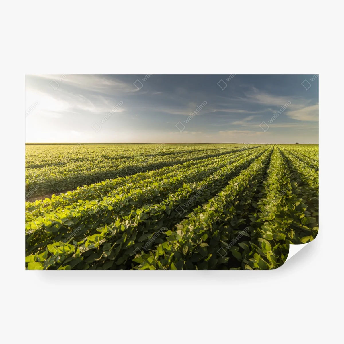 Carta da parati tramonto sul campo di soia • Wallissimo®
