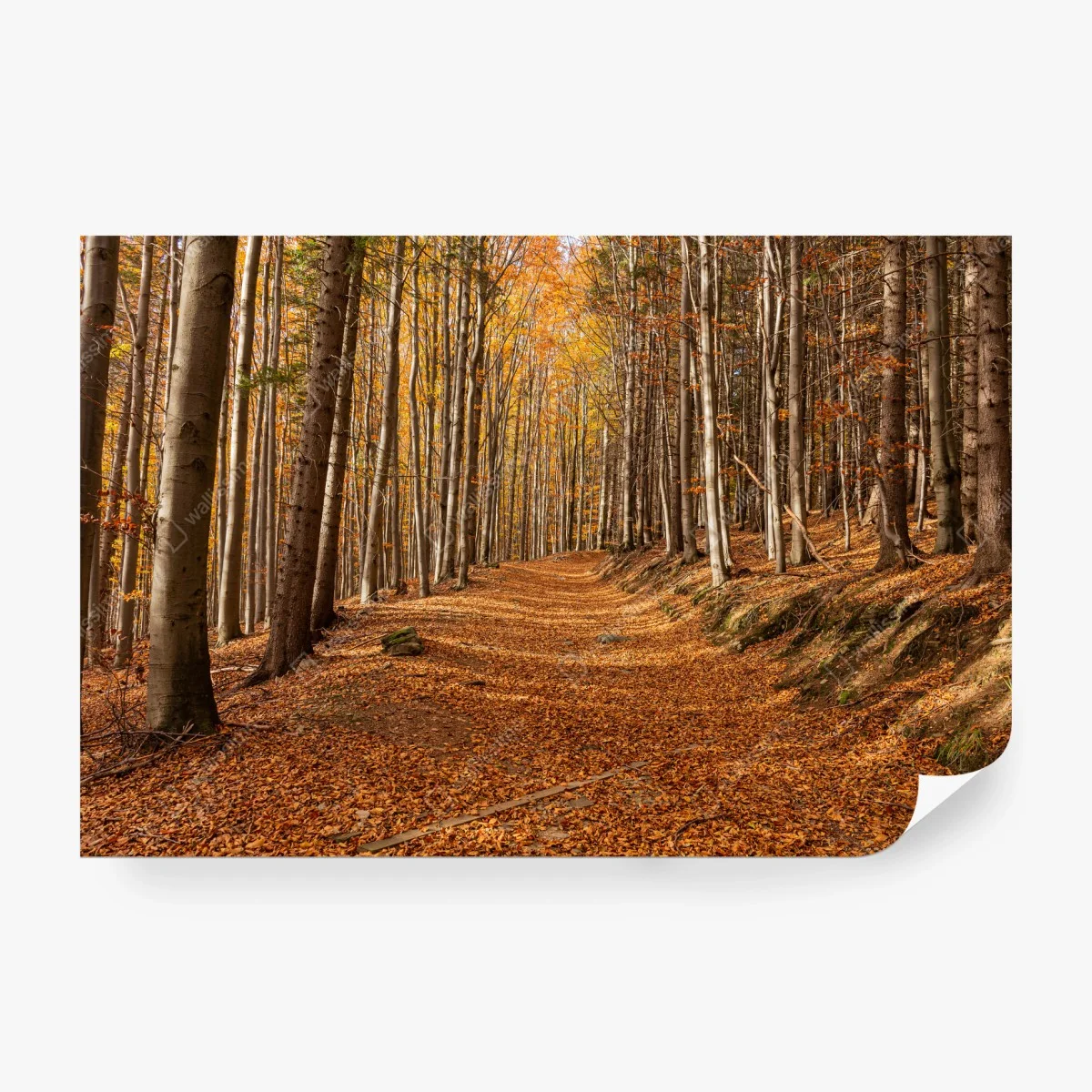 Carta da parati sentiero d'autunno nel bosco dorato • Wallissimo® Carta da parati sentiero d'autunno nel bosco dorato • Wallissimo®