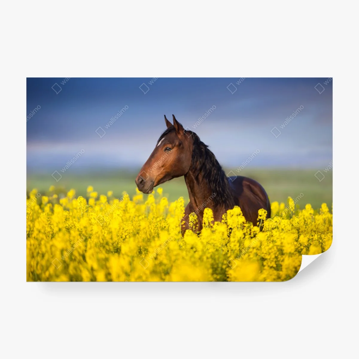 Carta da parati cavallo baio tra i fiori di colza • Wallissimo® Carta da parati cavallo baio tra i fiori di colza • Wallissimo®