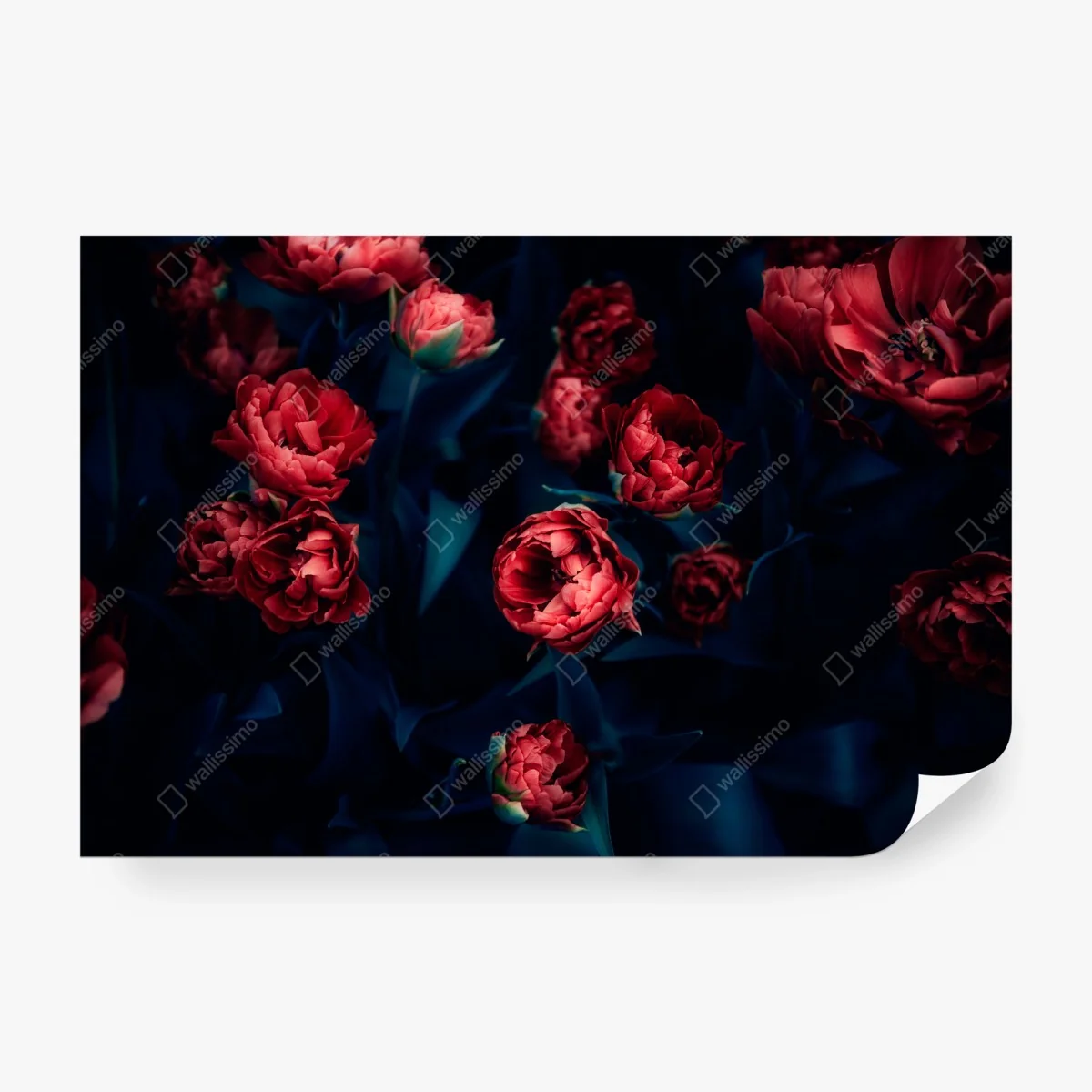 Carta da parati fiori rossi su sfondo scuro • Wallissimo®