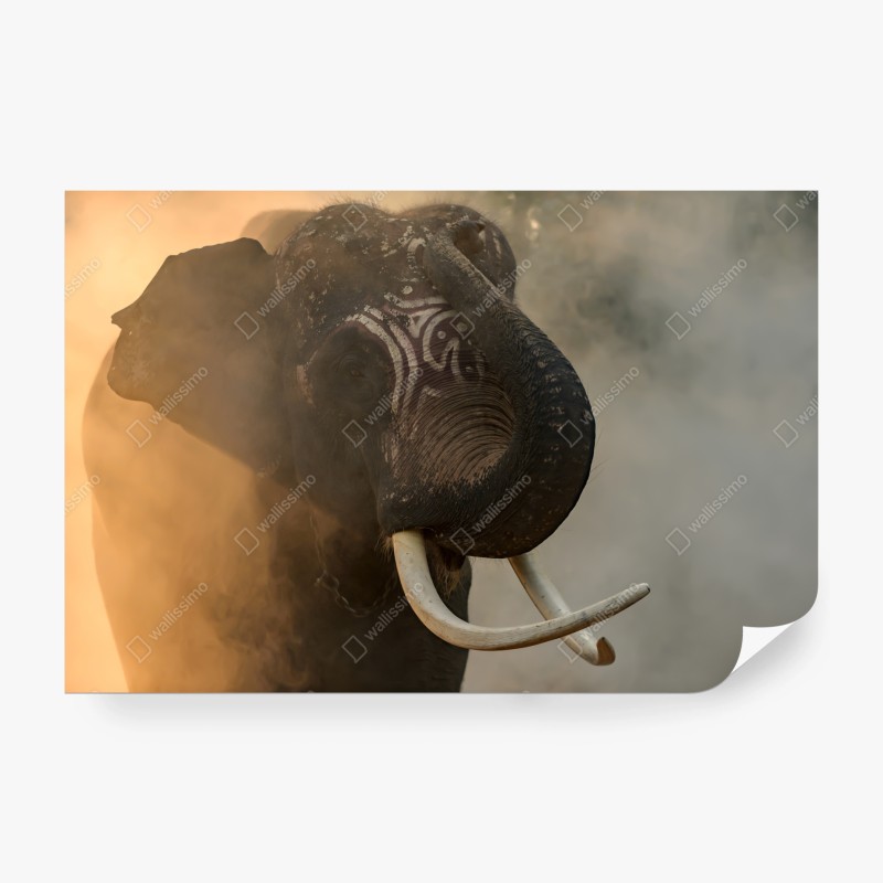 Carta da parati ritratto maestoso dell'elefante Plai Arm da Surin, Thailandia