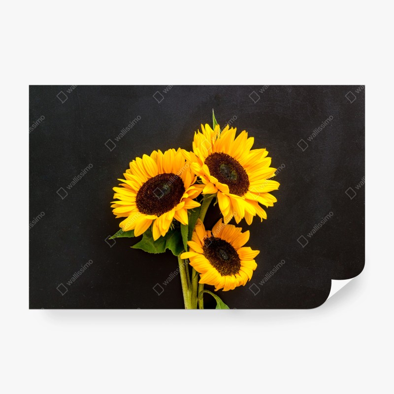 Carta da parati girasoli su sfondo scuro