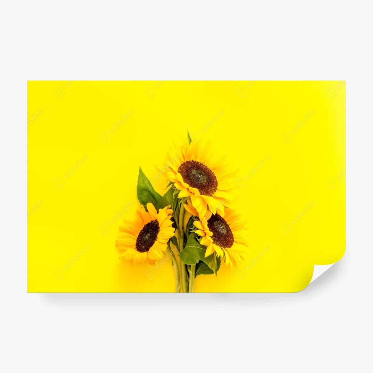 Carta da parati girasoli luminosi su sfondo giallo • Wallissimo® Carta da parati girasoli luminosi su sfondo giallo • Wallissimo®