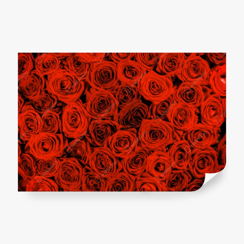Carta da parati sinfonia di rose rosse