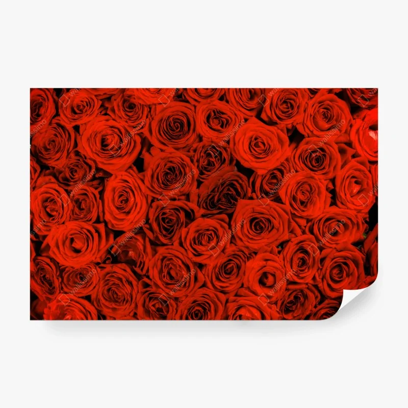 Carta da parati sinfonia di rose rosse
