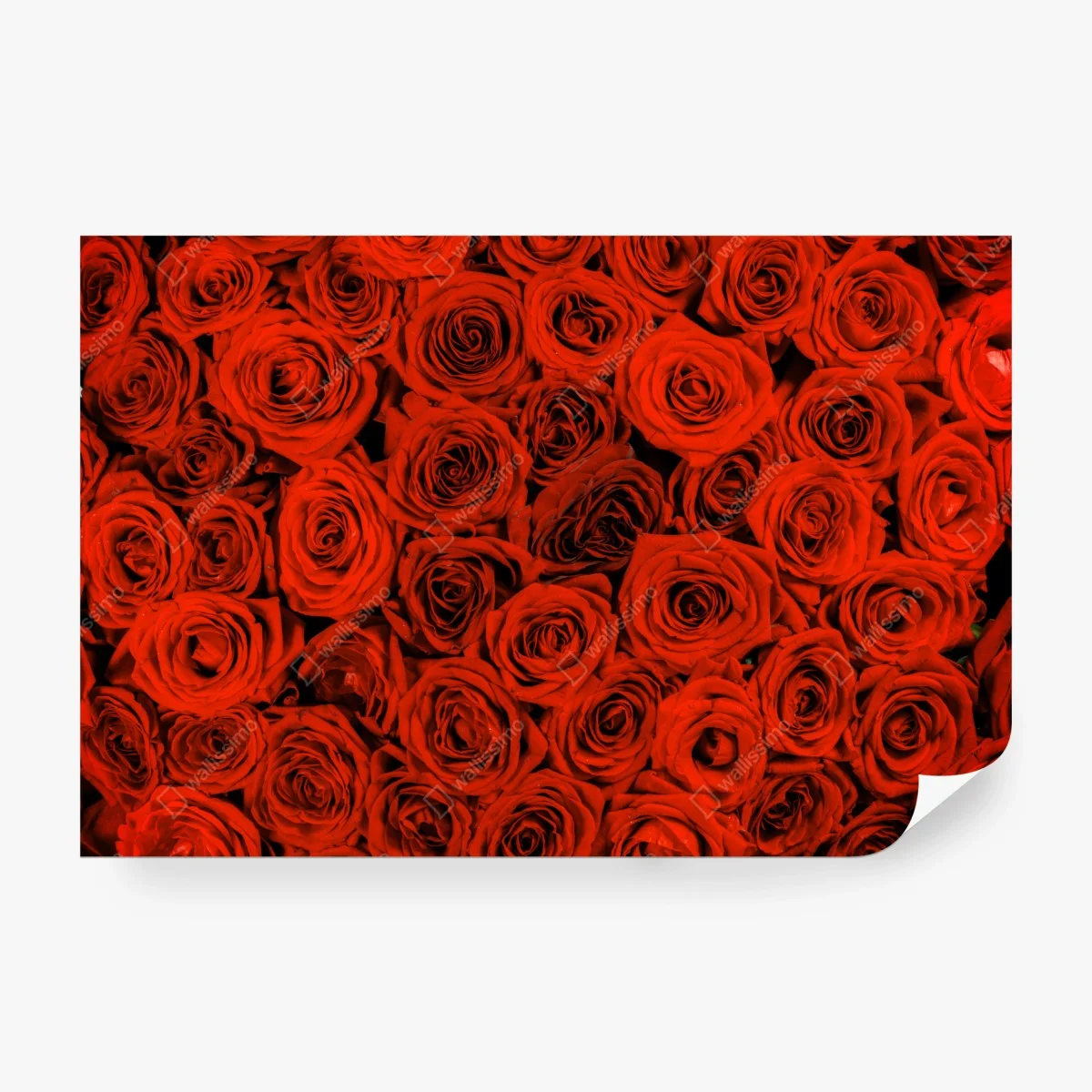 Carta da parati sinfonia di rose rosse • Wallissimo®