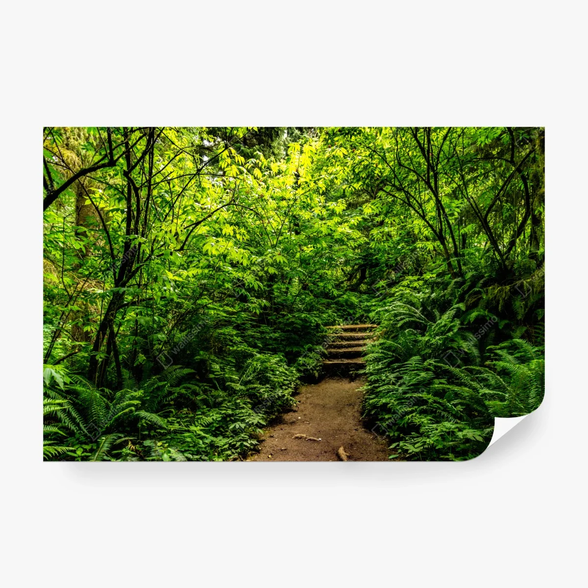 Carta da parati sentiero nel bosco lussureggiante • Wallissimo® Carta da parati sentiero nel bosco lussureggiante • Wallissimo®
