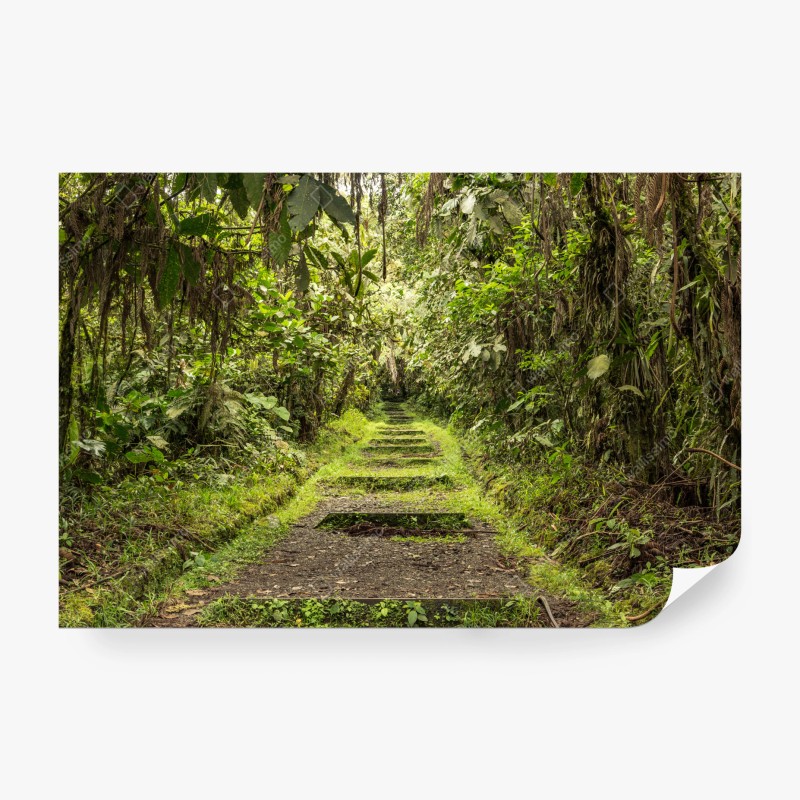 Carta da parati sentiero nascosto nella foresta pluviale