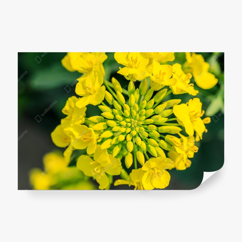 Carta da parati fiore di colza in primo piano dai toni vivaci