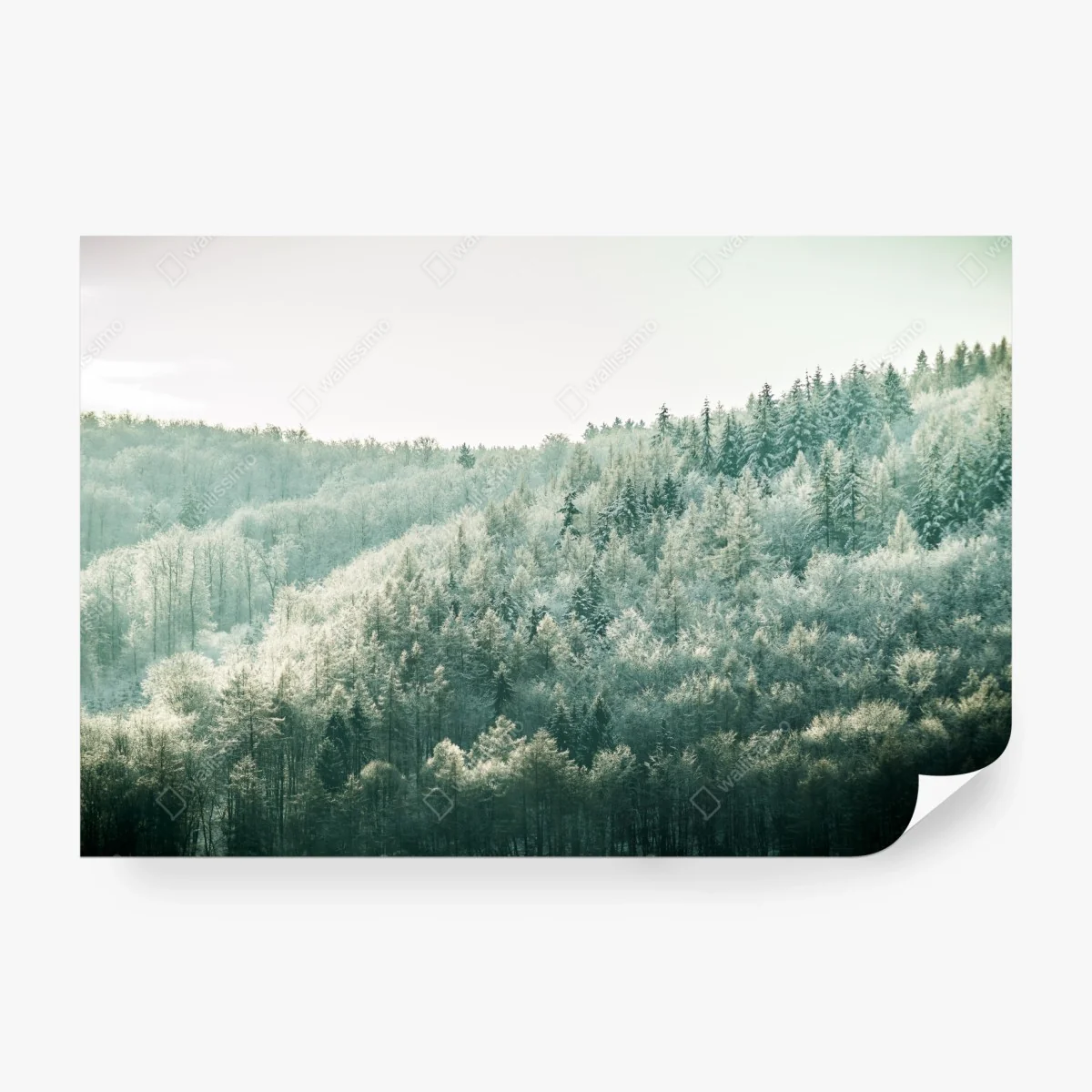 Carta da parati silenzio luminoso della foresta innevata • Wallissimo®