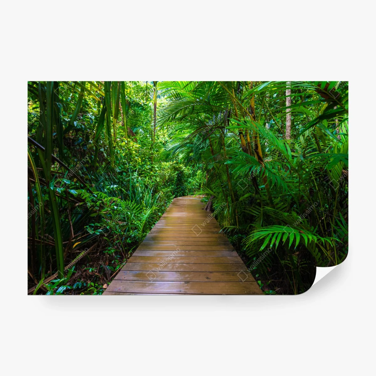 Carta da parati sentiero di legno nella foresta di mangrovie • Wallissimo®