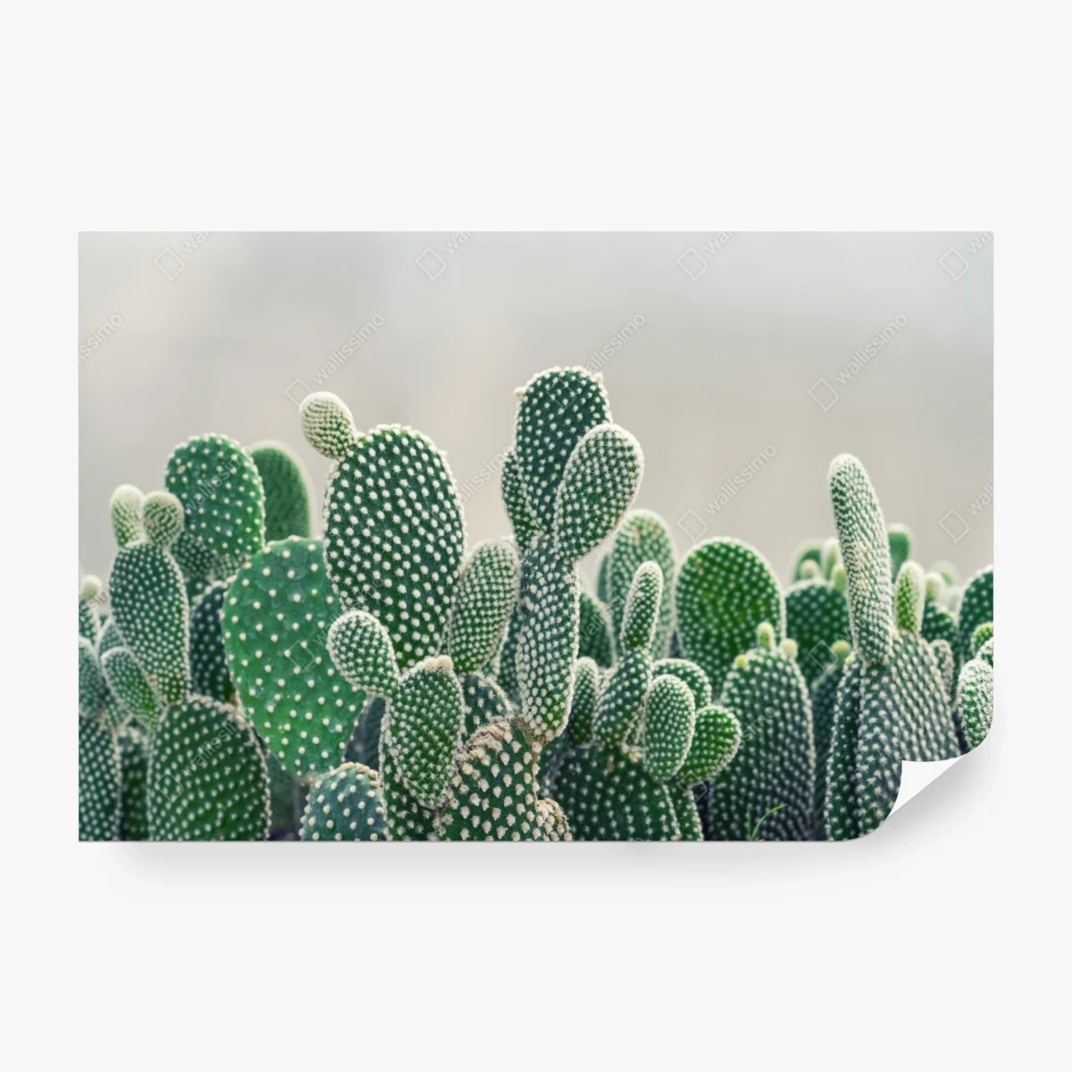 Carta da parati texture di opuntia: stampa botanica verde • Wallissimo® Carta da parati texture di opuntia: stampa botanica verde • Wallissimo®