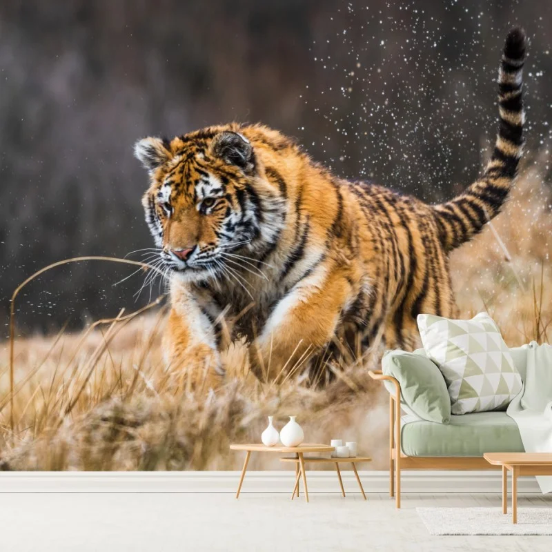 Carta da parati tigre siberiana in corsa tra le betulle • Wallissimo® Carta da parati tigre siberiana in corsa tra le betulle • Wallissimo®