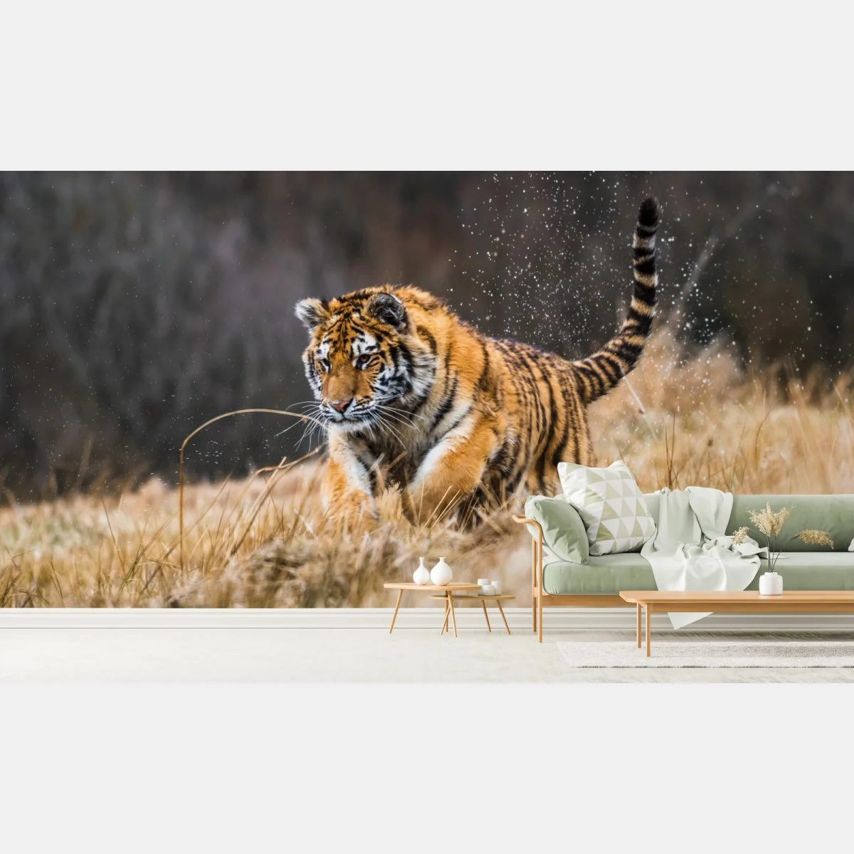 Carta da parati tigre siberiana in corsa tra le betulle • Wallissimo® Carta da parati tigre siberiana in corsa tra le betulle • Wallissimo®